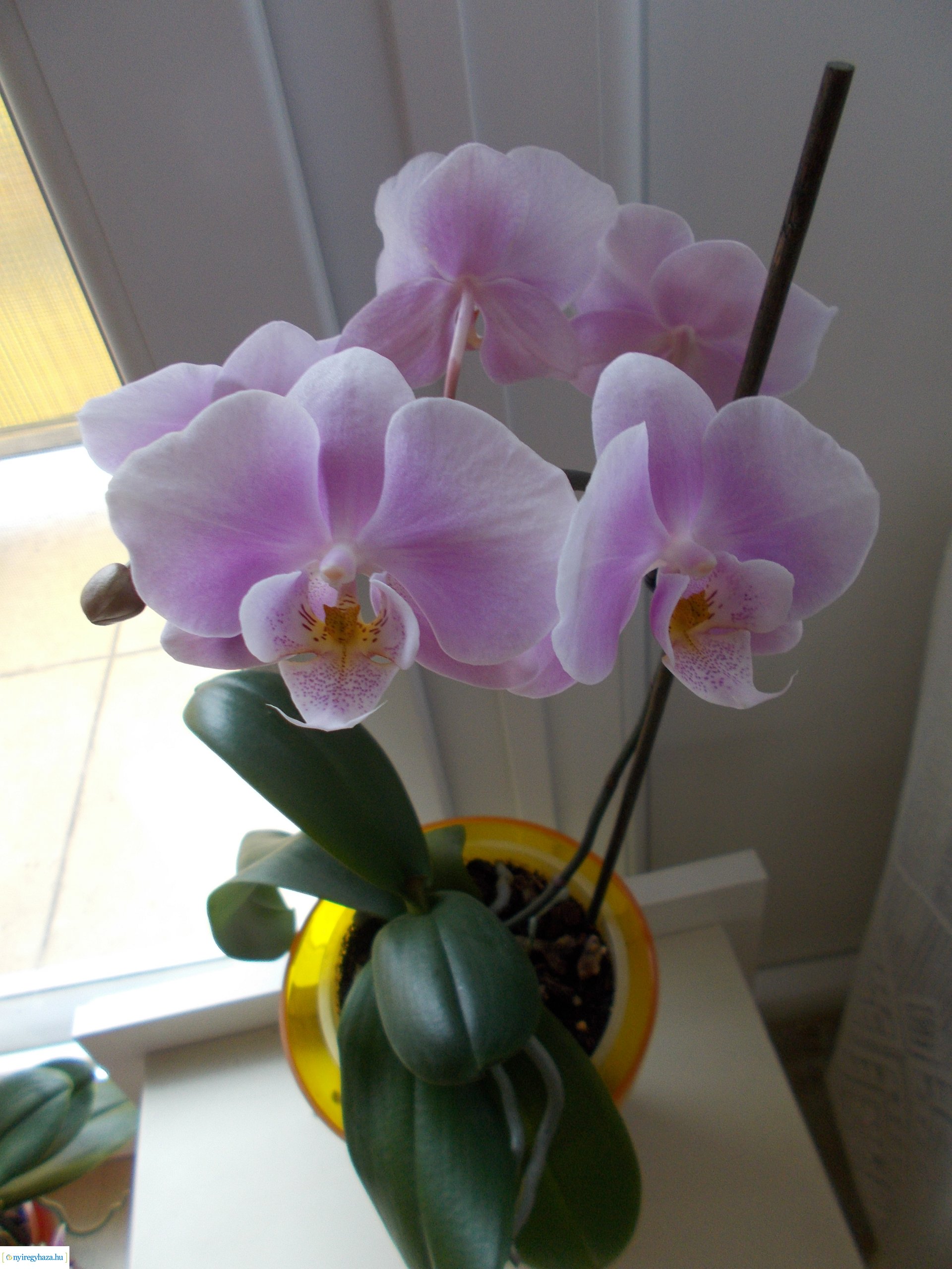 Olvasói fotók - Gyönyörű virágok a lakásban és erkélyen