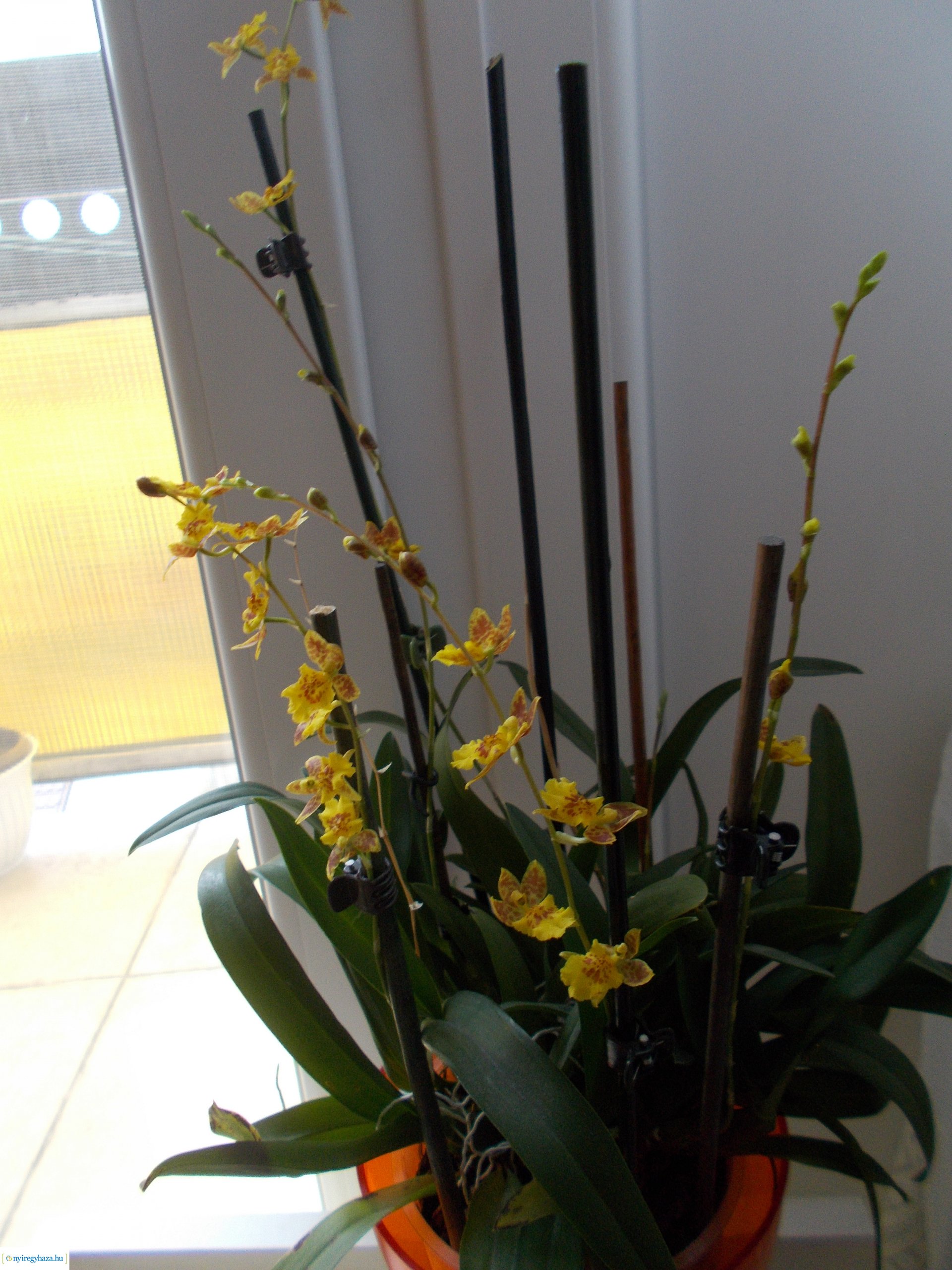 Olvasói fotók - Gyönyörű virágok a lakásban és erkélyen