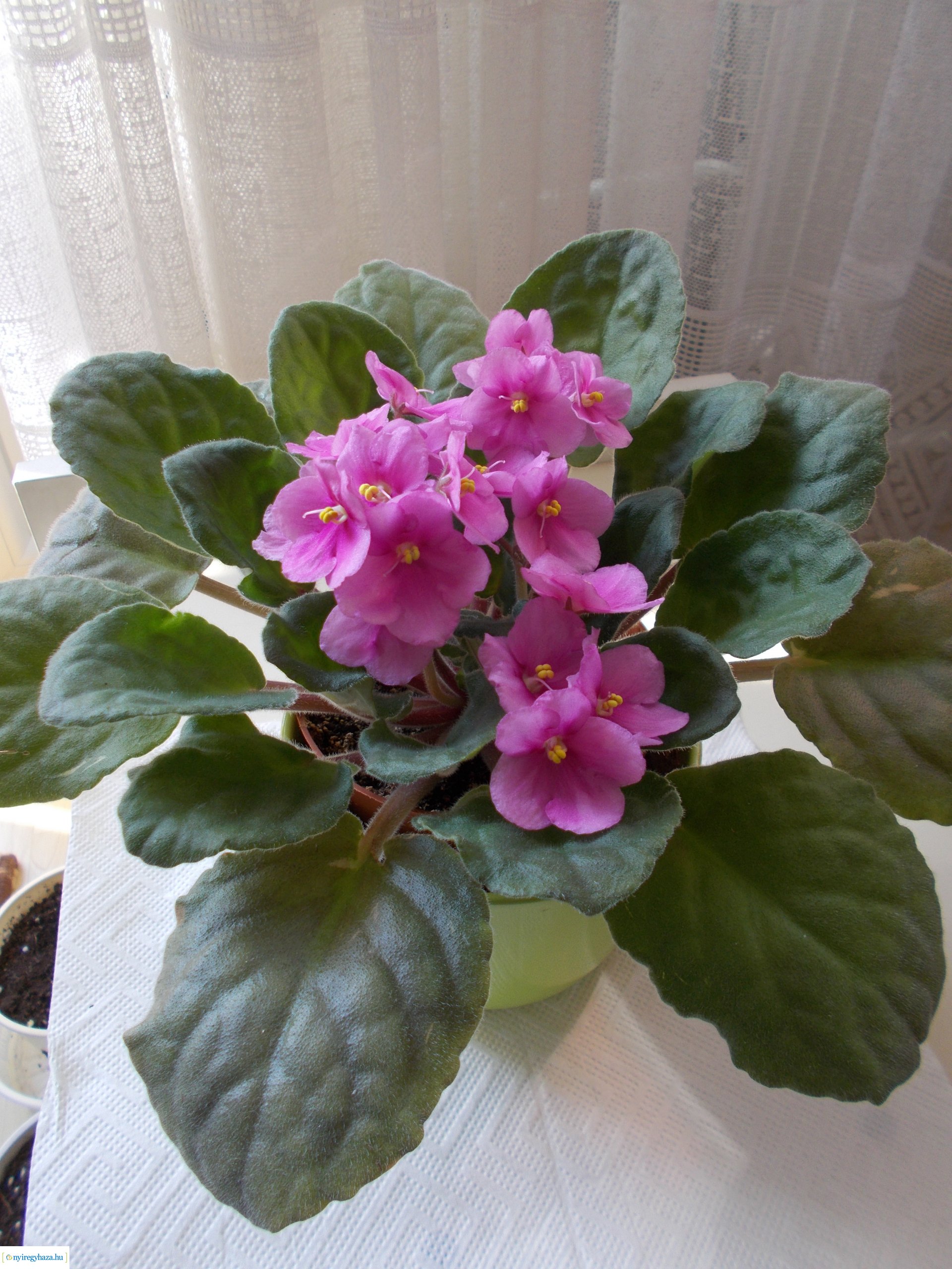 Olvasói fotók - Gyönyörű virágok a lakásban és erkélyen