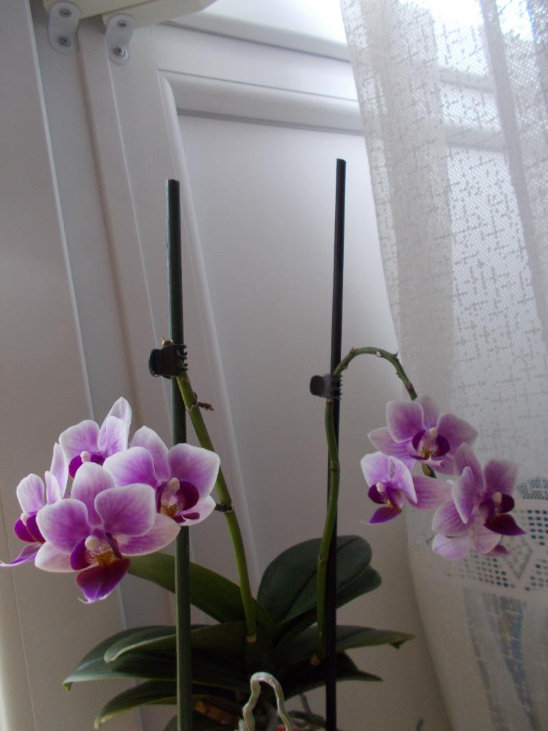 Olvasói fotók - Gyönyörű virágok a lakásban és erkélyen