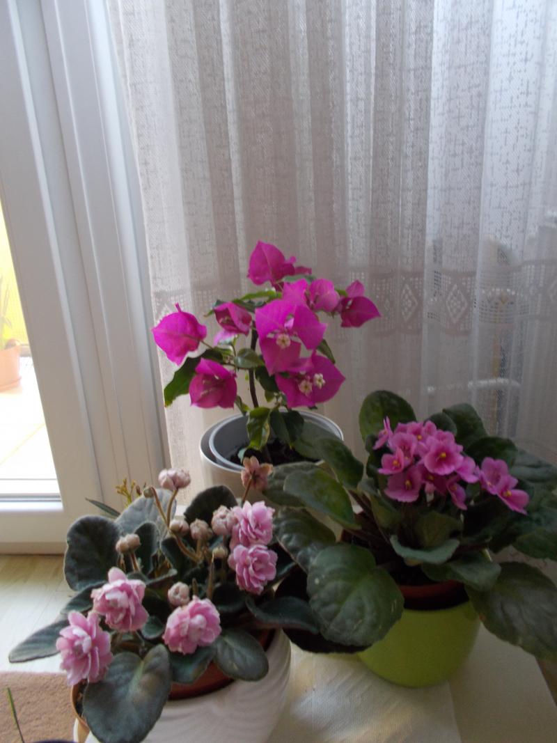 Olvasói fotók - Gyönyörű virágok a lakásban és erkélyen