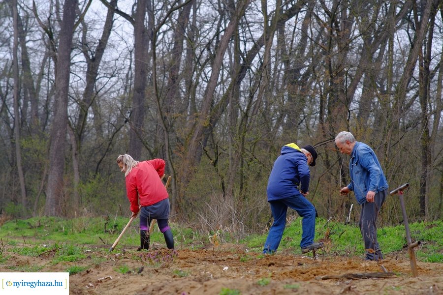 Önkéntes faültetés a Nyírerdő szervezésében