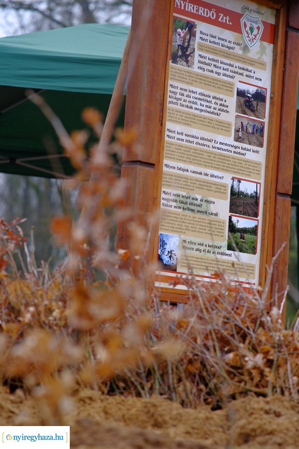 Önkéntes faültetés a Nyírerdő szervezésében