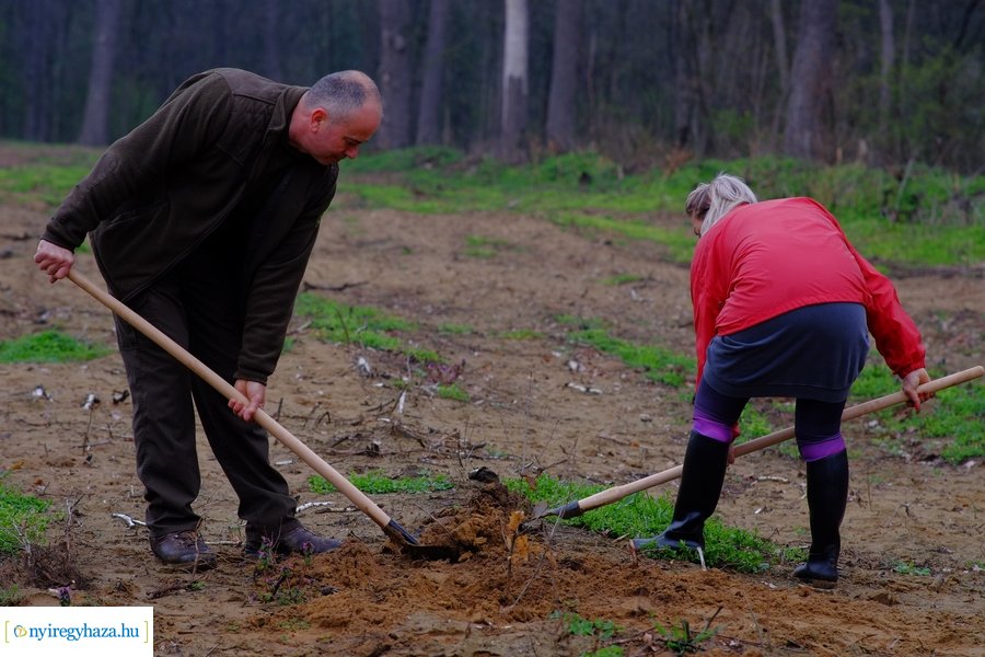 Önkéntes faültetés a Nyírerdő szervezésében