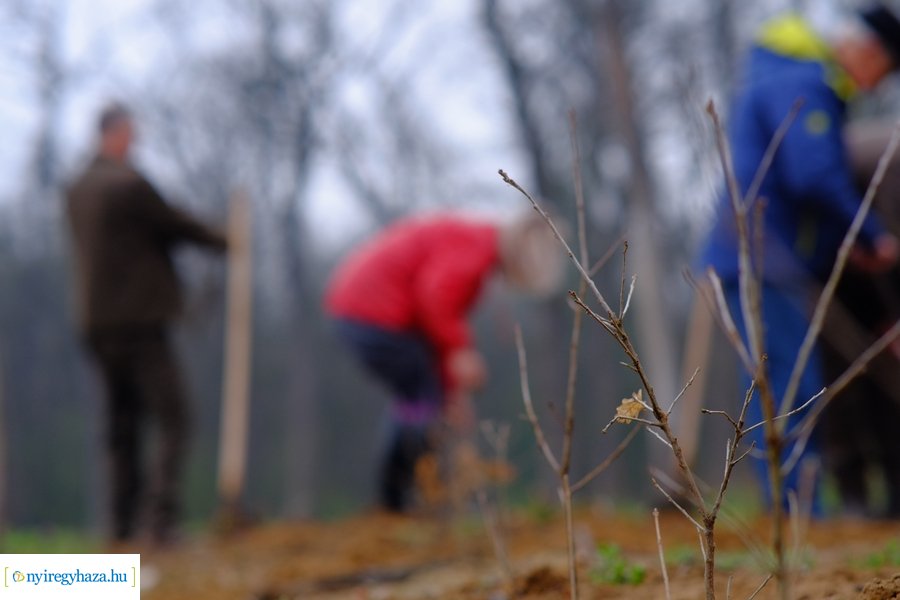 Önkéntes faültetés a Nyírerdő szervezésében