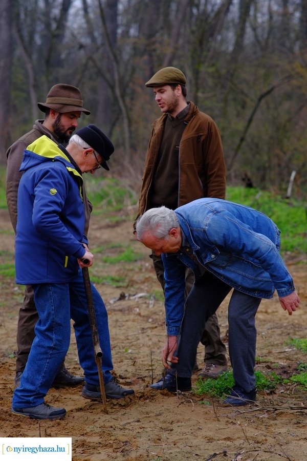 Önkéntes faültetés a Nyírerdő szervezésében