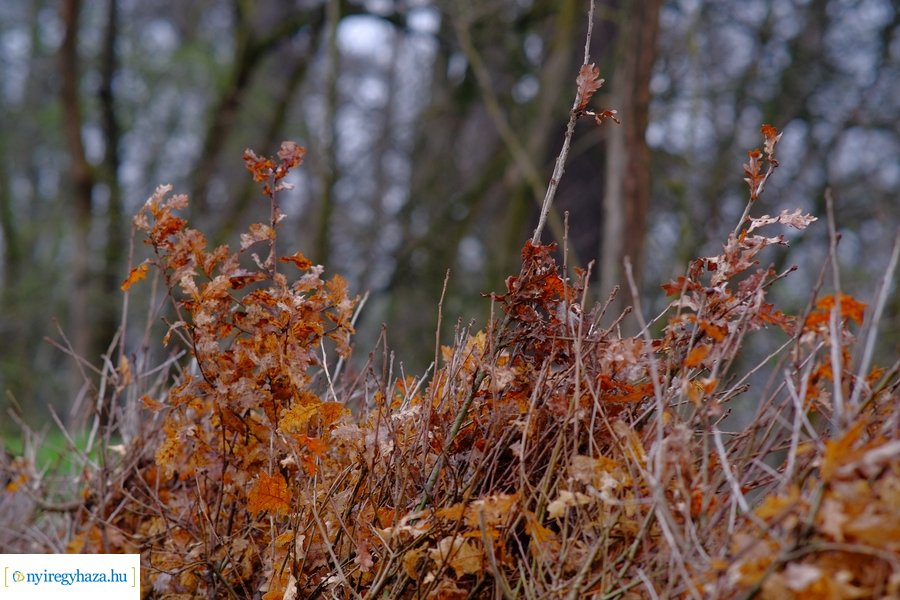 Önkéntes faültetés a Nyírerdő szervezésében