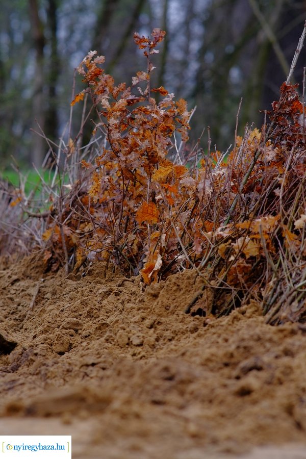 Önkéntes faültetés a Nyírerdő szervezésében