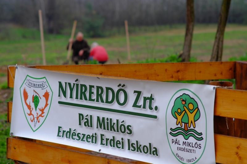 Önkéntes faültetés a Nyírerdő szervezésében