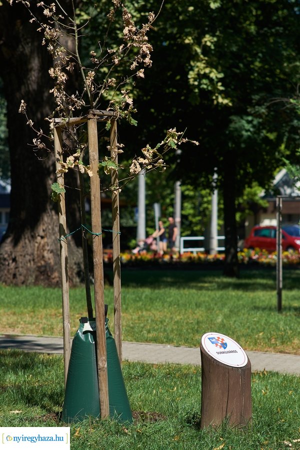 Öntözőzsákok Sóstón