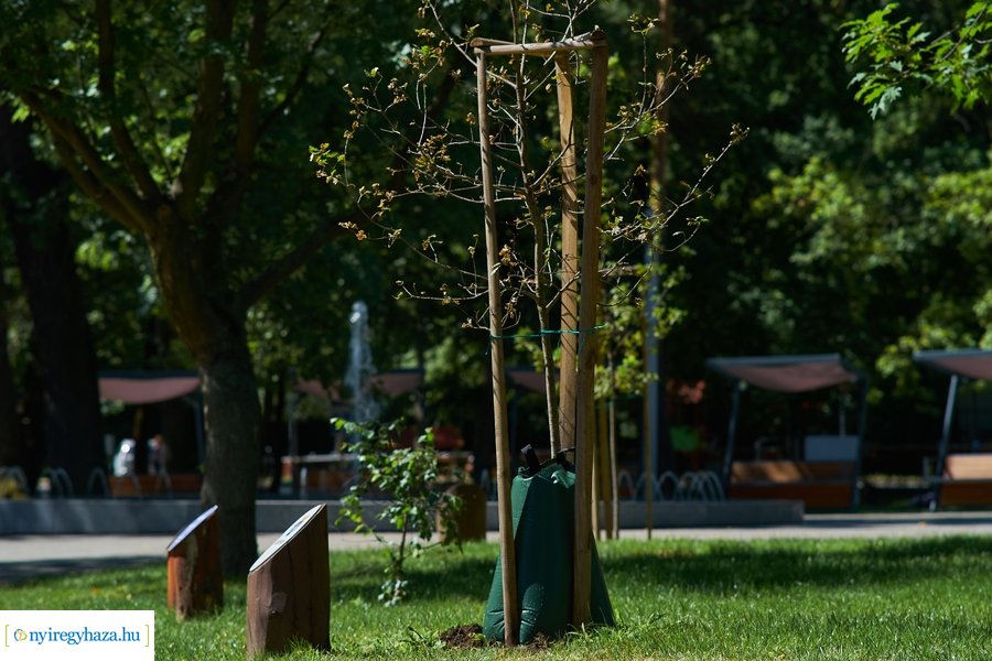 Öntözőzsákok Sóstón