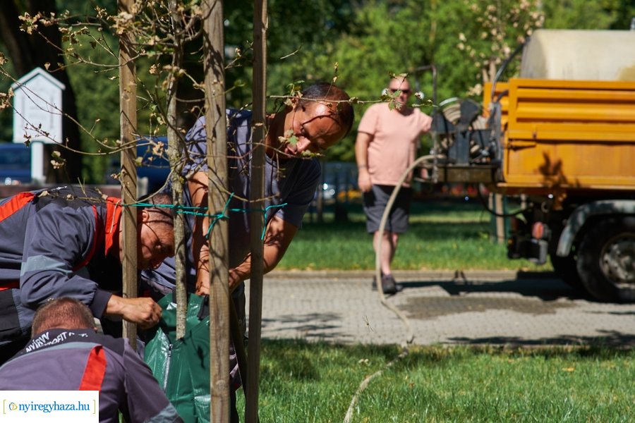 Öntözőzsákok Sóstón