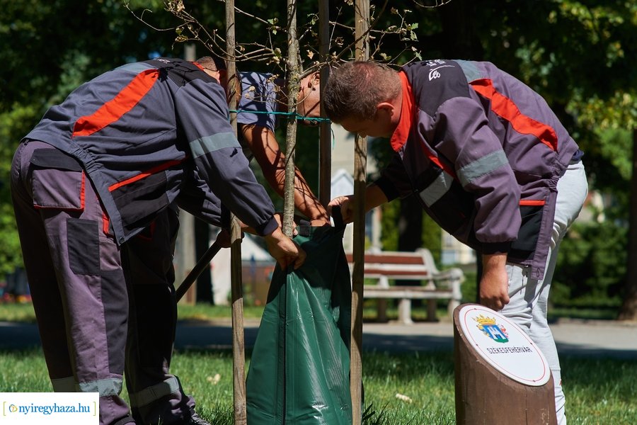 Öntözőzsákok Sóstón