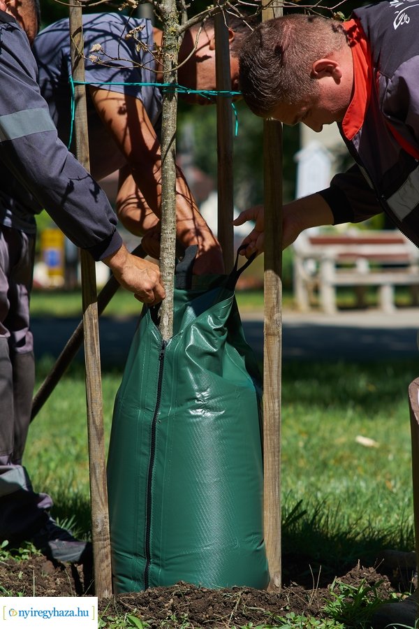 Öntözőzsákok Sóstón