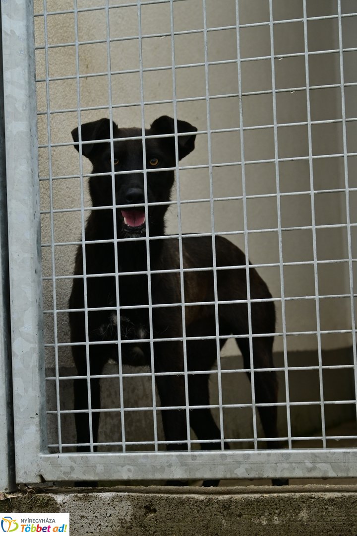 Örökbefogadási nap a gyepmesteri telepen 2025 júliusában