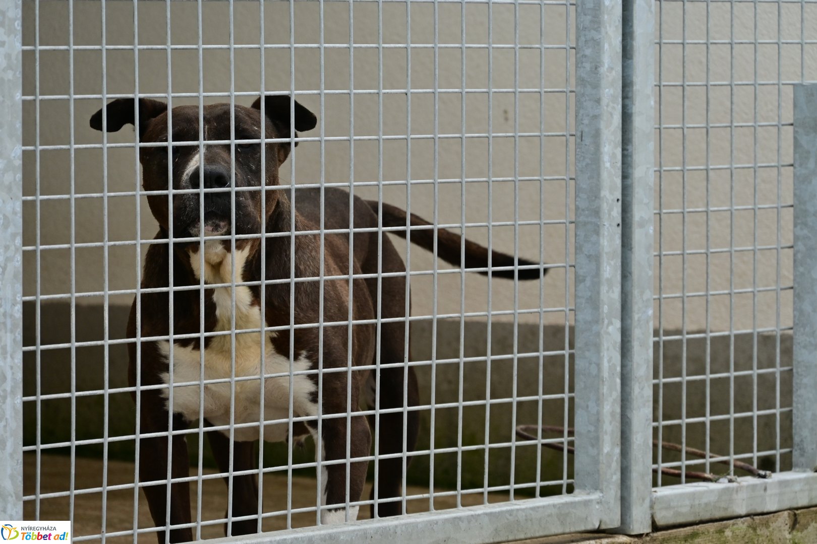 Örökbefogadási nap a gyepmesteri telepen 2025 júliusában