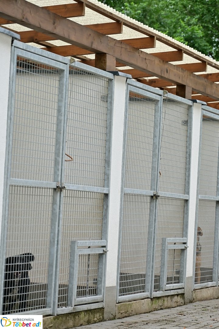 Örökbefogadási nap a gyepmesteri telepen 2025 júliusában