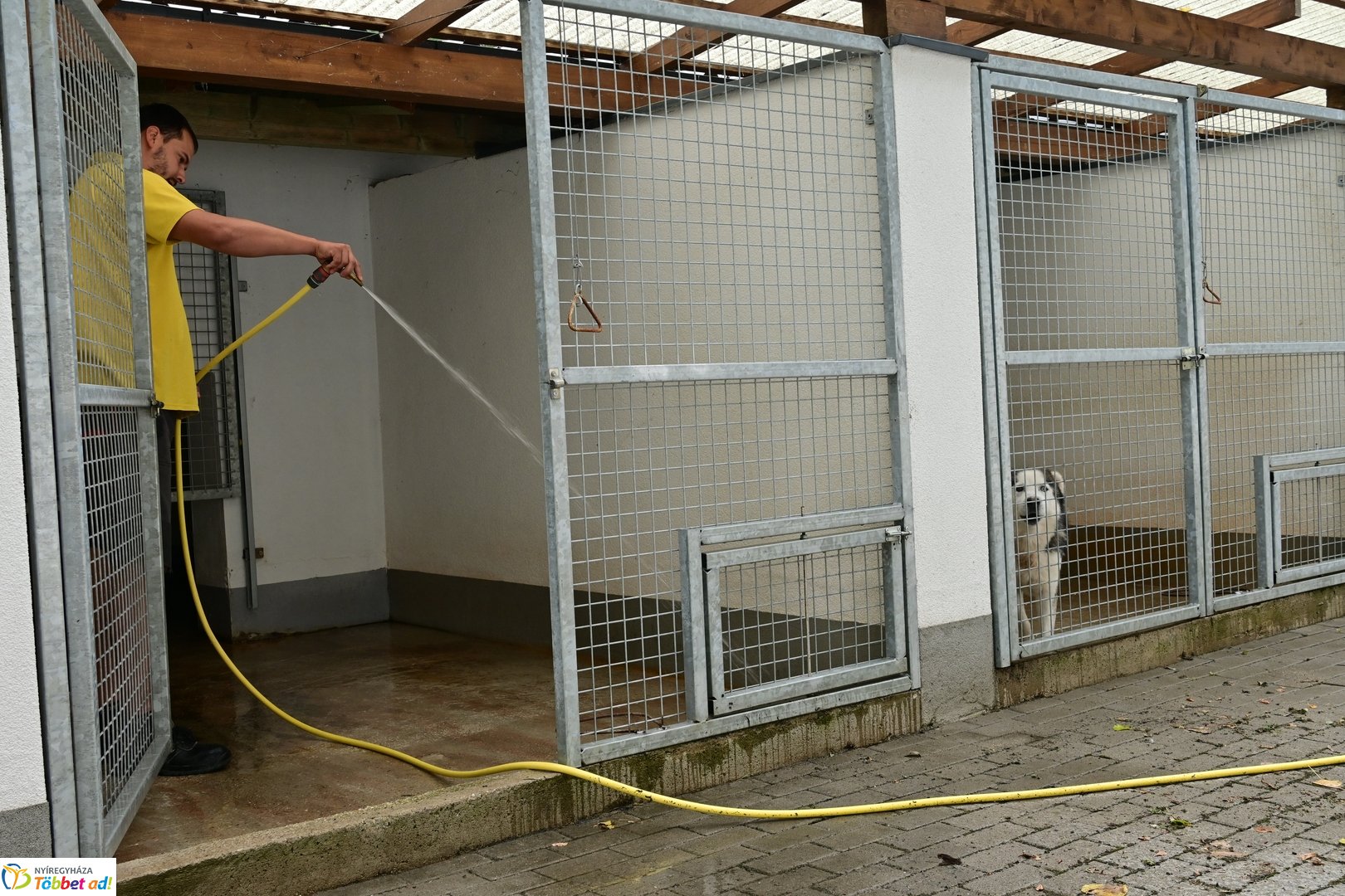 Örökbefogadási nap a gyepmesteri telepen 2025 júliusában