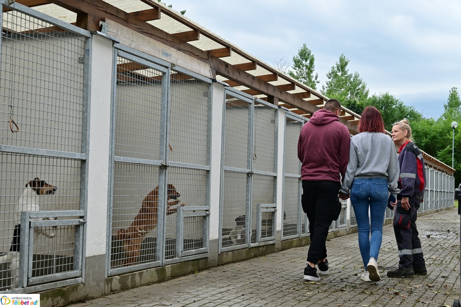 Örökbefogadási nap a gyepmesteri telepen 2025 júliusában