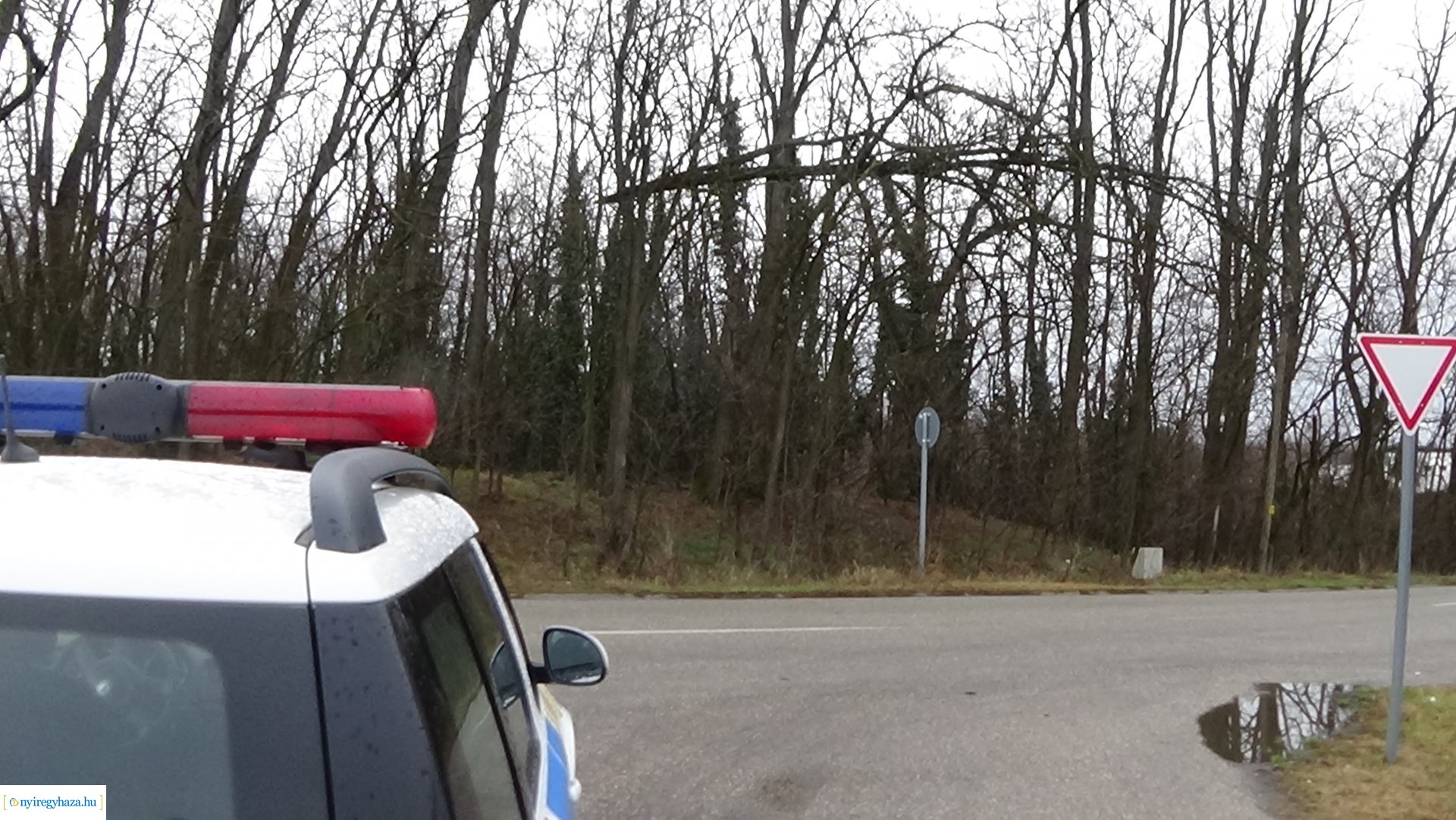 Oroson távolítottak el egy balesetveszélyes fát a NYÍRVV munkatársai