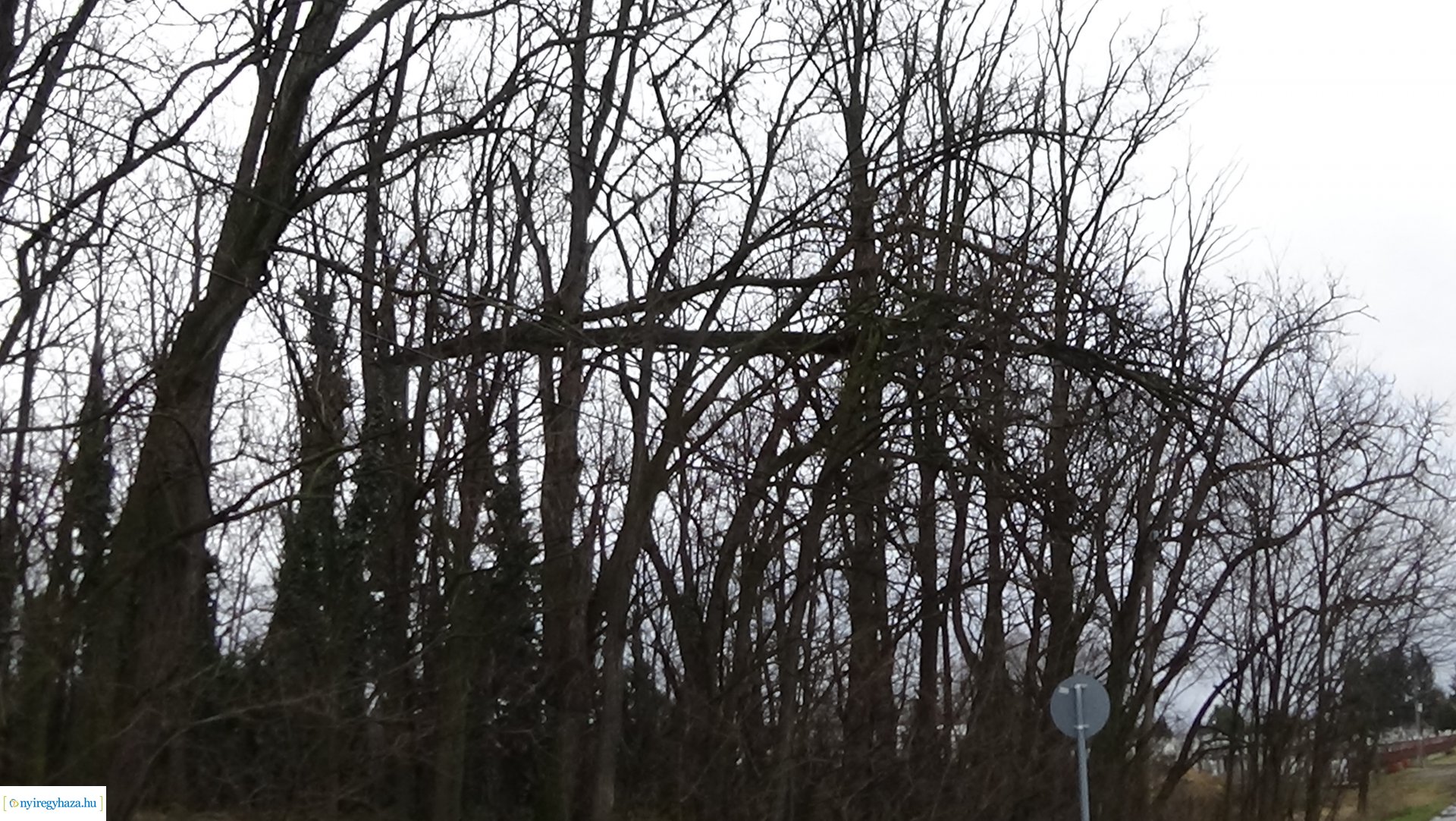 Oroson távolítottak el egy balesetveszélyes fát a NYÍRVV munkatársai