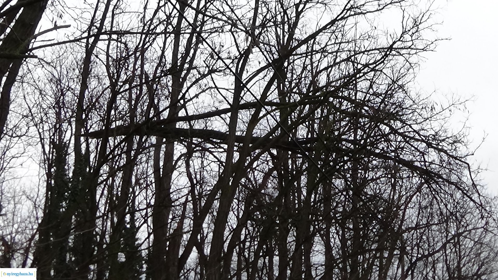 Oroson távolítottak el egy balesetveszélyes fát a NYÍRVV munkatársai