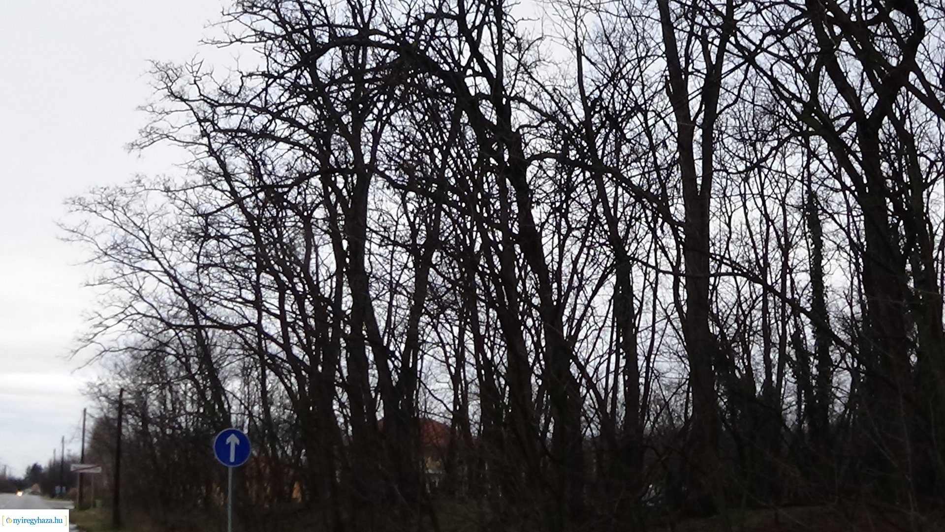 Oroson távolítottak el egy balesetveszélyes fát a NYÍRVV munkatársai