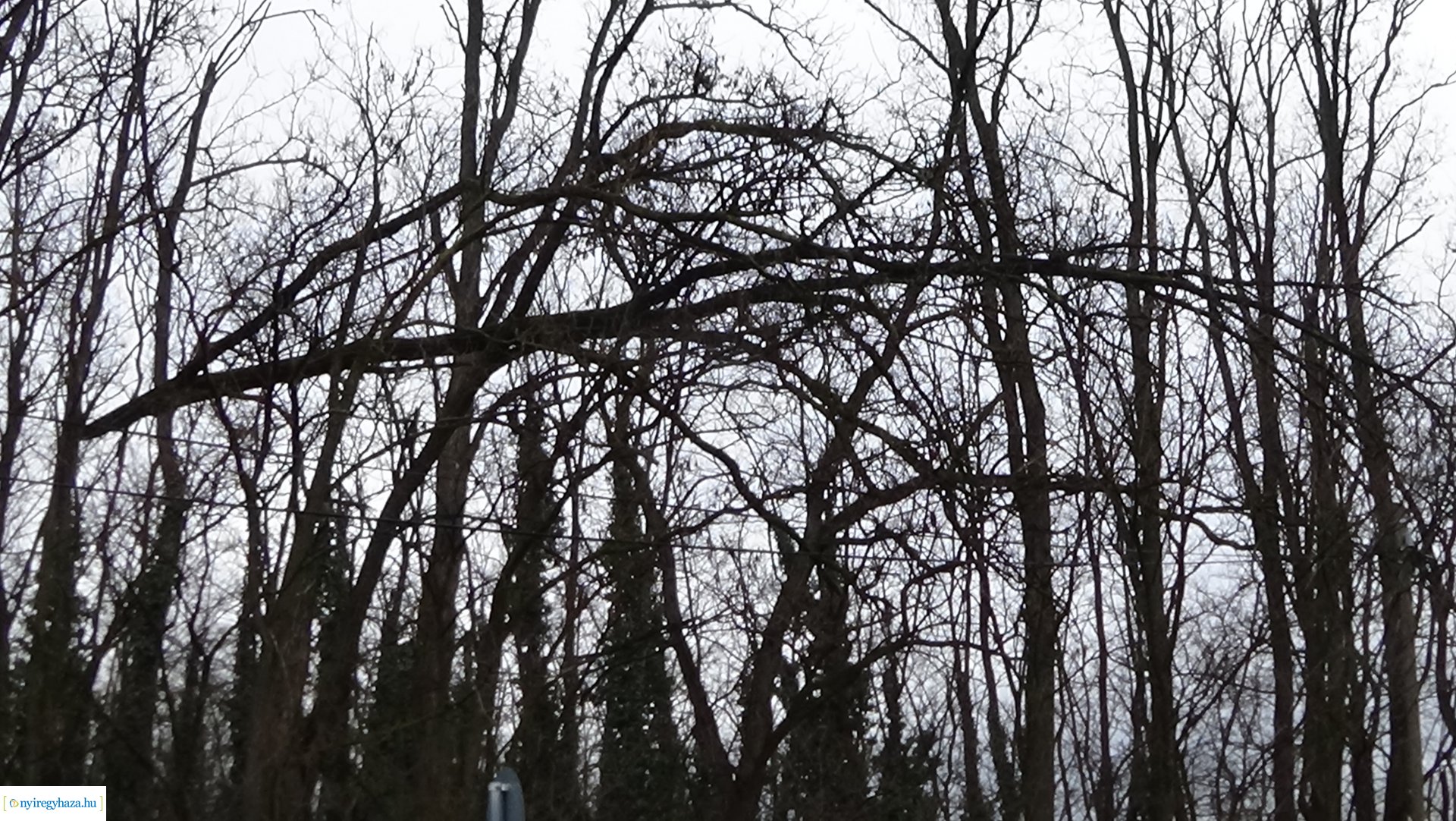 Oroson távolítottak el egy balesetveszélyes fát a NYÍRVV munkatársai