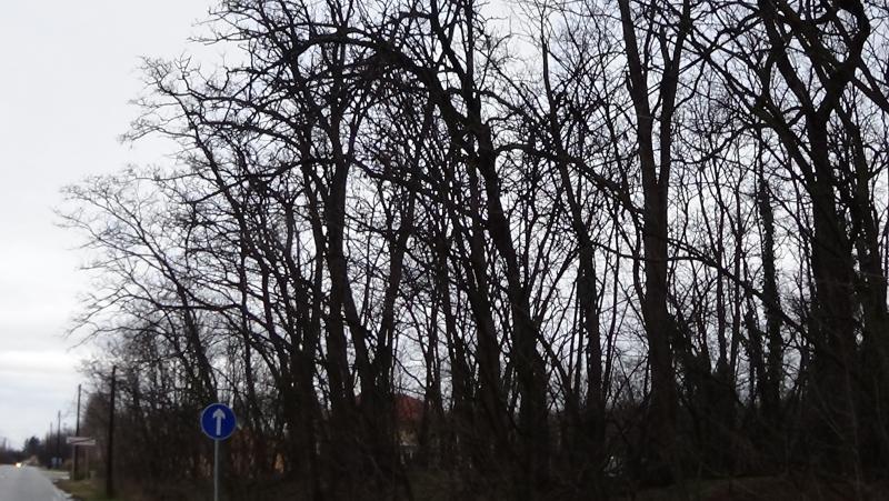 Oroson távolítottak el egy balesetveszélyes fát a NYÍRVV munkatársai