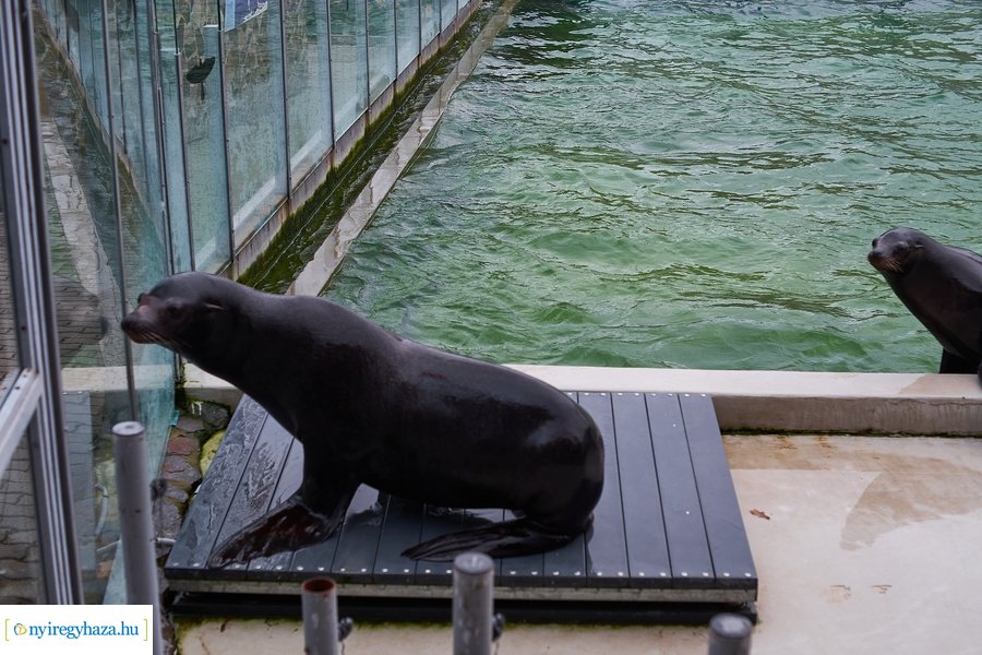 Oroszlánfóka örökbefogadás