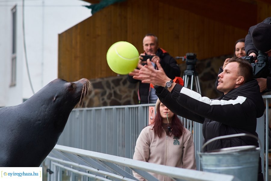 Oroszlánfóka örökbefogadás