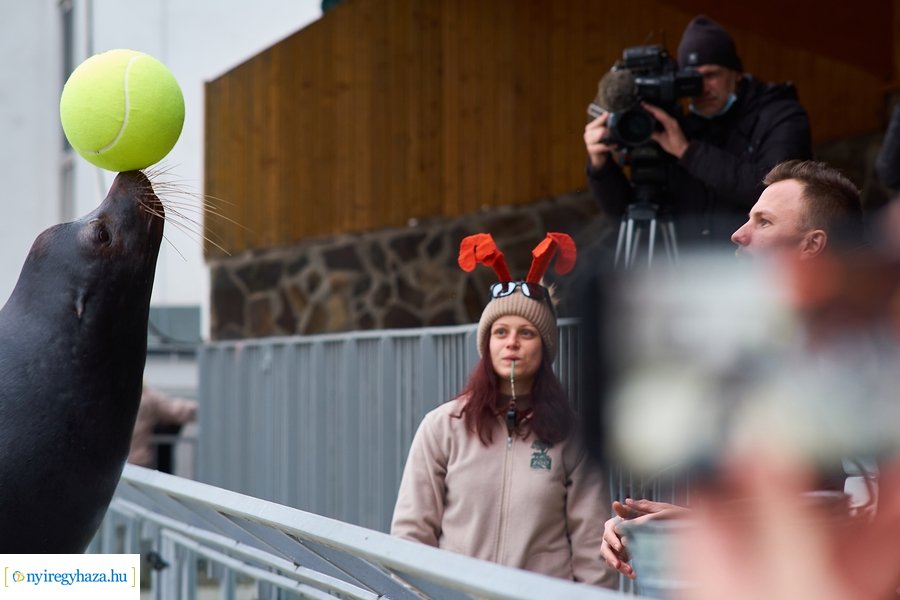 Oroszlánfóka örökbefogadás