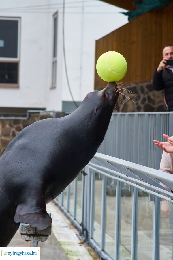 Oroszlánfóka örökbefogadás
