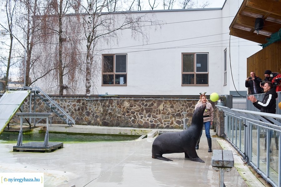 Oroszlánfóka örökbefogadás