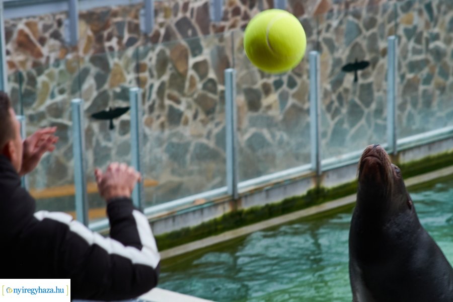 Oroszlánfóka örökbefogadás