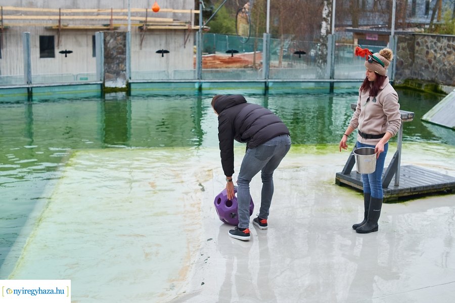 Oroszlánfóka örökbefogadás