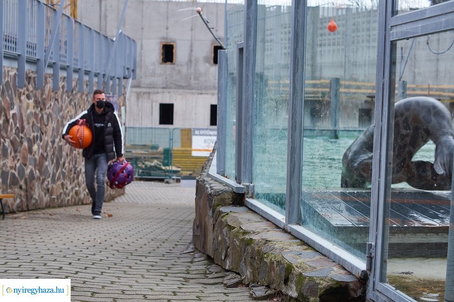 Oroszlánfóka örökbefogadás