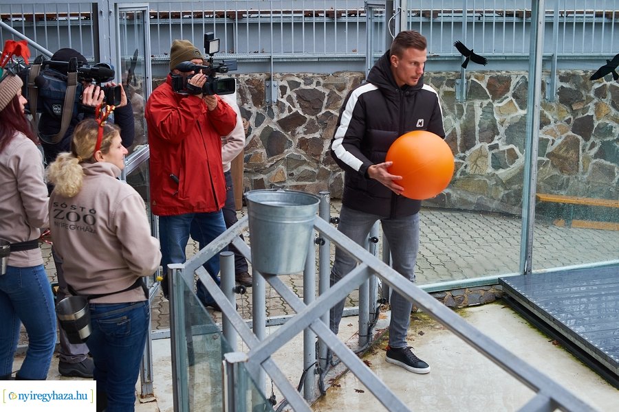 Oroszlánfóka örökbefogadás