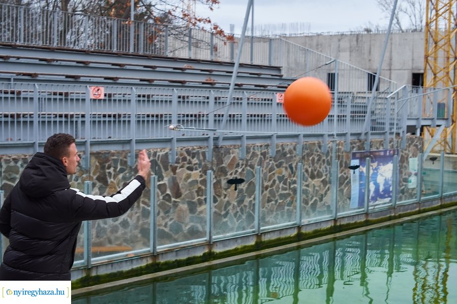 Oroszlánfóka örökbefogadás