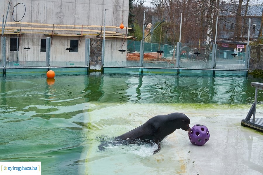 Oroszlánfóka örökbefogadás