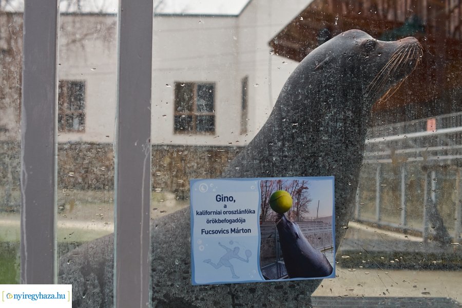 Oroszlánfóka örökbefogadás