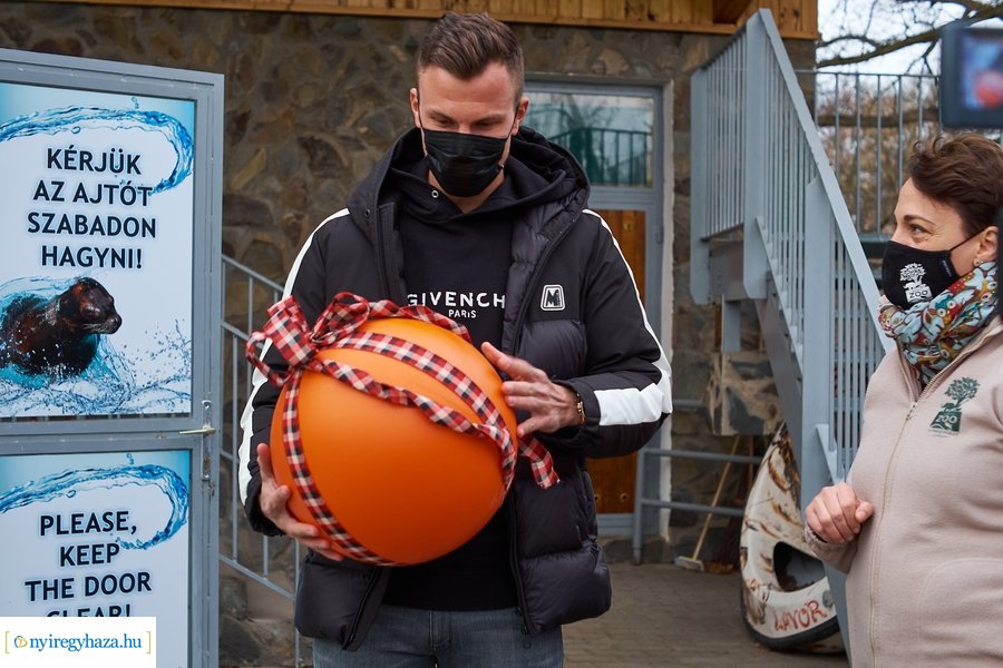 Oroszlánfóka örökbefogadás