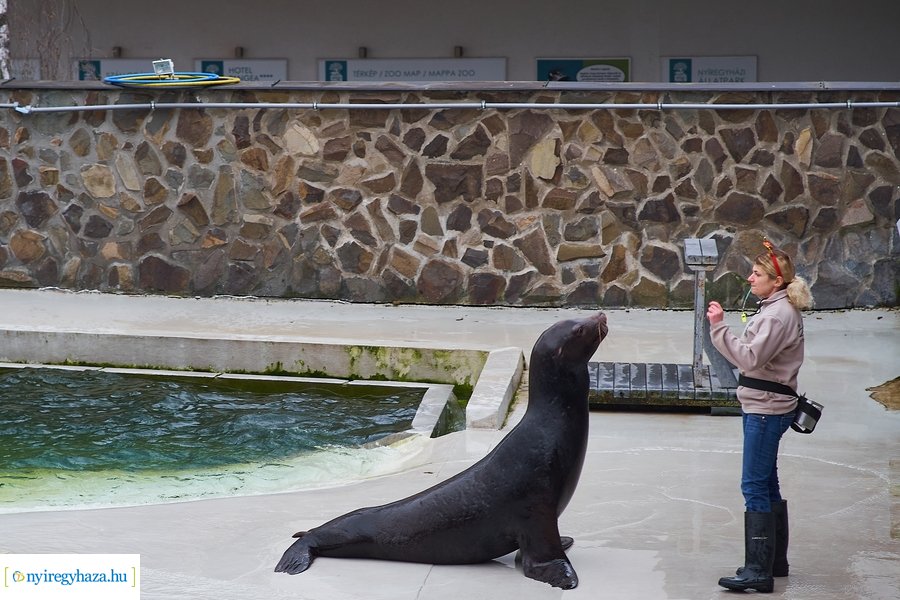 Oroszlánfóka örökbefogadás