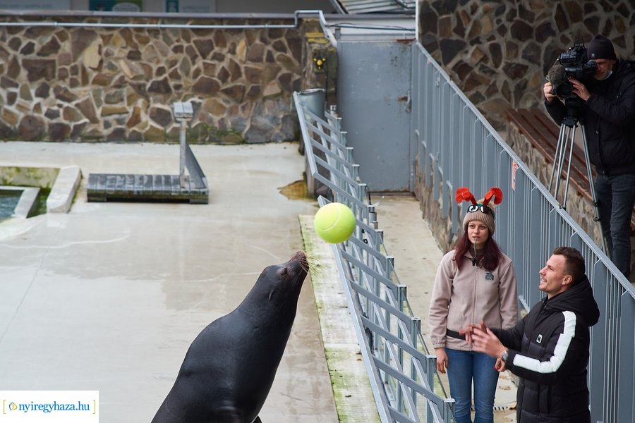Oroszlánfóka örökbefogadás
