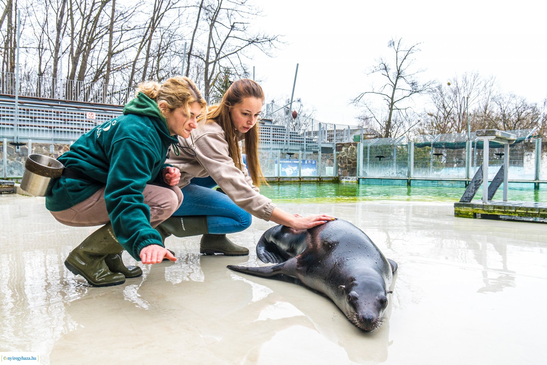 Oroszlánfókák a mérlegen (Fotó: Kohut Árpád)
