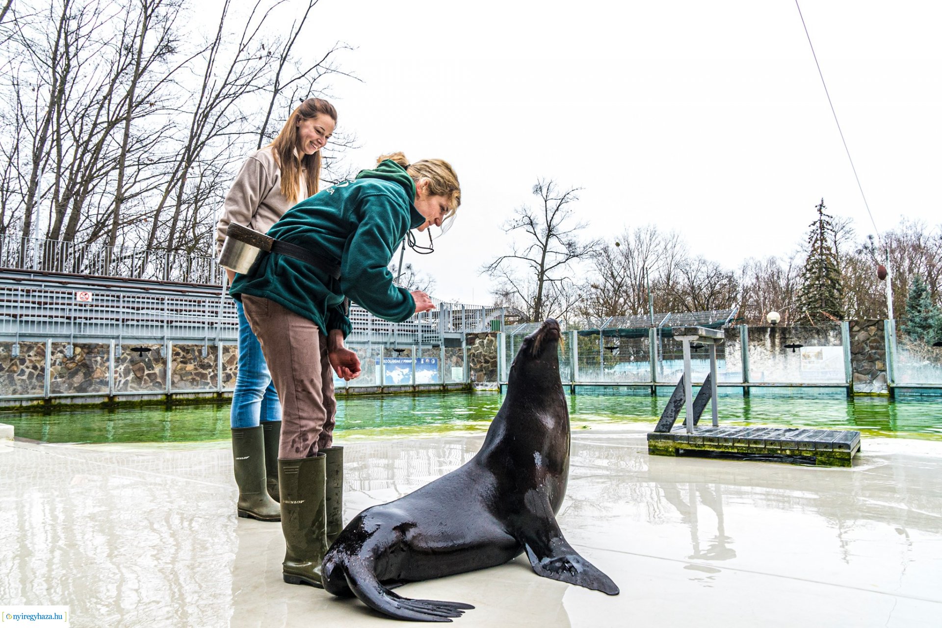 Oroszlánfókák a mérlegen (Fotó: Kohut Árpád)