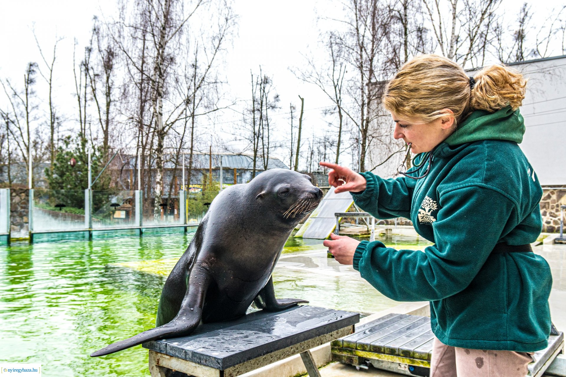 Oroszlánfókák a mérlegen (Fotó: Kohut Árpád)