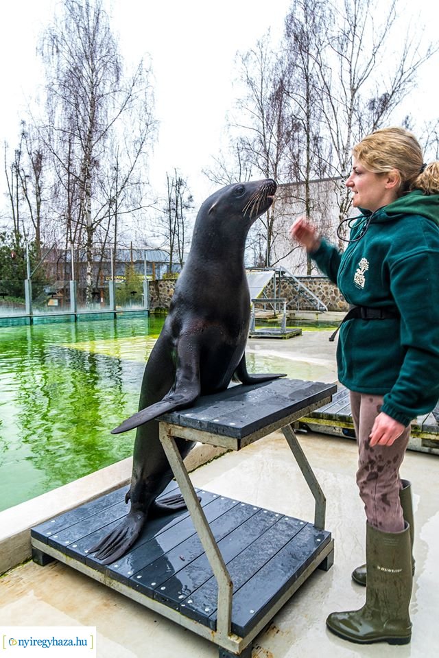 Oroszlánfókák a mérlegen (Fotó: Kohut Árpád)