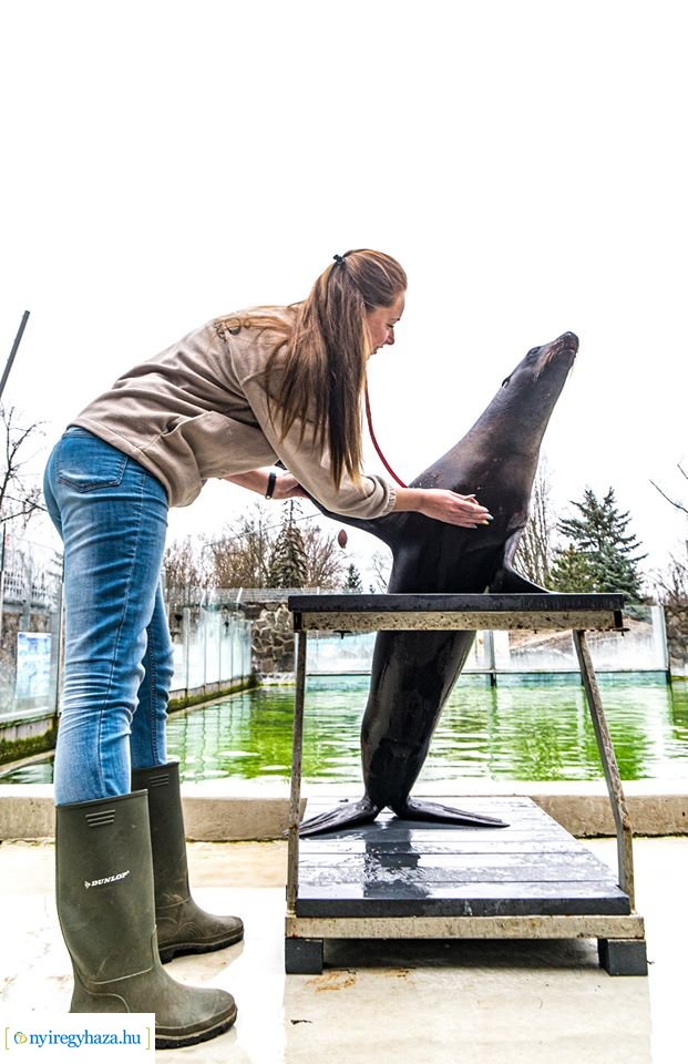 Oroszlánfókák a mérlegen (Fotó: Kohut Árpád)