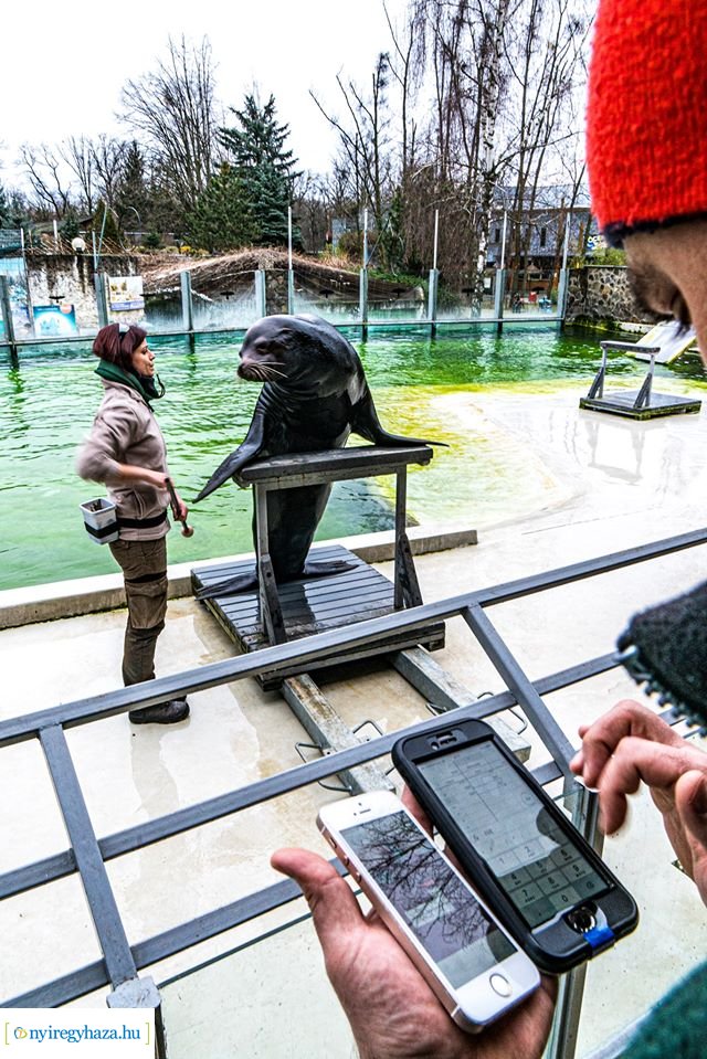 Oroszlánfókák a mérlegen (Fotó: Kohut Árpád)